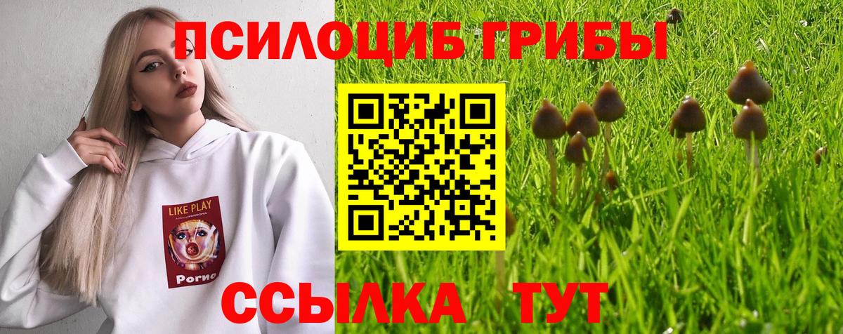 Псилоцибиновые грибы Psilocybine cubensis  Вход с VPN  Георгиевск  Галлюциногенные грибы мицелий 